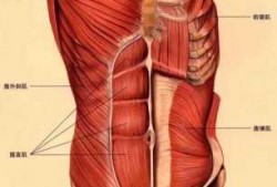 腹部两边肌肉叫什么
