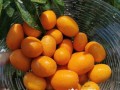 小金橘如何吃,小金桔怎么吃营养价值高 