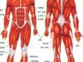 肌肉是长什么样的图片-肌肉是长什么样的