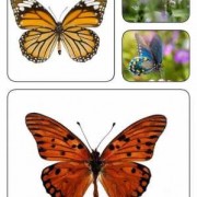 蝴蝶的身体构造是什么-蝴蝶的运动器官是什么