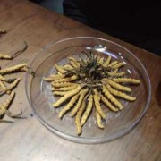 今年年青海虫草产量如何,青海省虫草产量 