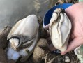鲜牡蛎的保存方法