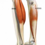 腿关节肌肉叫什么_腿部关节叫什么