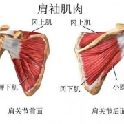 肩袖由哪些肌肉组成 肩袖由什么肌肉组成