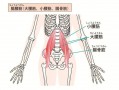 骼腰肌在什么位置图片,骼腰肌位置起止点 