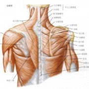 肩膀肌肉叫什么肌_肩膀的肌肉叫什么?