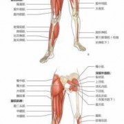 下肢的主要部位肌肉有哪些 人体下肢都有什么肌肉