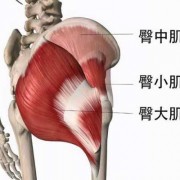 臀部上侧是什么肌肉-臀部上面是什么肌肉图