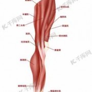 大腿肌肉由什么组成（大腿肌肉有哪些肌肉组成）
