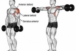 练肩练的是哪块肌肉 练肩的肌肉是什么图片