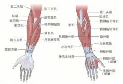肘部肌肉结构图-肘部肌肉是什么肌肉
