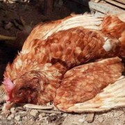  如何辨别鸡是怎么死的「怎样鉴别鸡得了什么病」