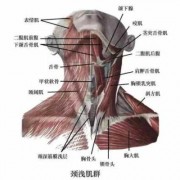 颈前肌肉解剖图-颈前肌在什么位置图片