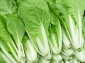 白油菜如何择_白菜型油菜种植时间和方法