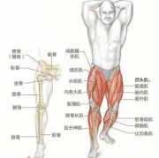 大腿上内侧是什么肌肉,大腿内侧是什么肌肉? 