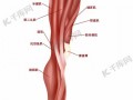 小腿内侧是什么肌肉,小腿内侧可称为什么 