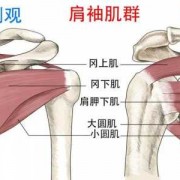 为什么肩袖肌群是这些,肩袖肌群主要功能 