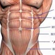 腹部以下肌肉叫什么