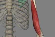 肌肉是怎么长 肌肉什么长