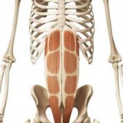 腹部肌肉又叫什么_腹部肌肉叫什么肌