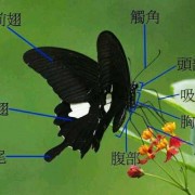  蝴蝶的运动结构是什么「蝴蝶构造介绍」