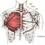胸肌上部肌肉是什么原因_上胸肌肉位置