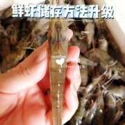  新鲜基围虾如何保存「新鲜基围虾怎么保鲜」