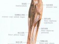 前手臂有什么肌肉,前手臂有什么肌肉组成 