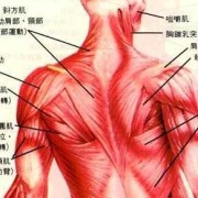 肩膀属于什么肌群_肩膀属于大肌群还是小肌群