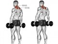 耸肩动作是什么肌肉,耸肩动作是什么肌肉运动 