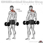 耸肩动作是什么肌肉,耸肩动作是什么肌肉运动 