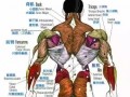 背部肌群和什么肌群一起练（背部肌群包括什么）