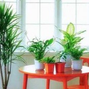  家居植物怎么摆「家庭植物摆放与风水」