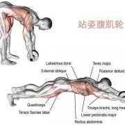 推腹肌轮锻炼哪些肌肉