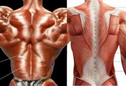 什么是肌肉吗 你知道什么叫肌肉吗