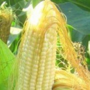 新鲜玉米须如何长期保存「鲜玉米须怎么保存可以时间久一点」