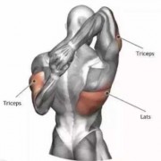 什么是肱二头肌拉伸动作-什么是肱二头肌拉伸
