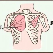 胸肌的那个部位叫什么用,胸肌是哪一块 