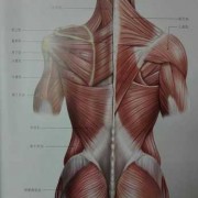 后背肌肉什么样好 后背肌肉有什么