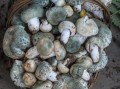  如何种植青头菇「如何种植青头菇视频」
