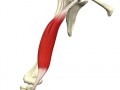 肱二头肌是什么形状的肌肉（肱二头肌是什么样的）