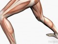 大腿肌肉发力有什么作用和功效 大腿肌肉发力有什么作用