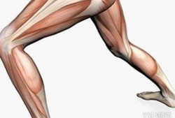 大腿肌肉发力有什么作用和功效 大腿肌肉发力有什么作用