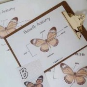  蝴蝶的运动结构是什么「蝴蝶构造介绍」