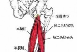 臀大肌腘绳肌有什么用_腘绳肌和臀大肌训练