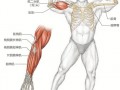 肱二头肌具有什么功能_肱二头肌有什么作用?