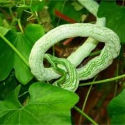  蛇瓜如何种「蛇瓜育苗技术」