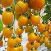 如何流黄番茄果种子视频