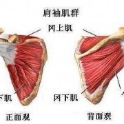 为什么肩袖肌群是这些,肩袖肌群主要功能 