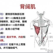 背阔肌在哪个位置-背阔肌附近对应的是什么器官